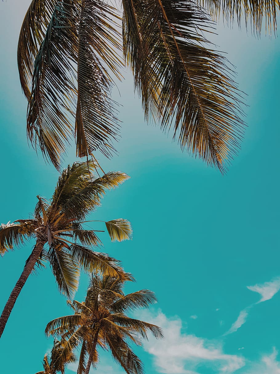 HD wallpaper lowangle photograph of three palm trees under blue sky  three palm trees  Wallpaper Flare
