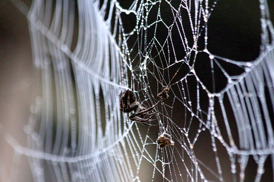 spider web, extraction, victim, fog, morning, rosa, grey, wet HD wallpaper