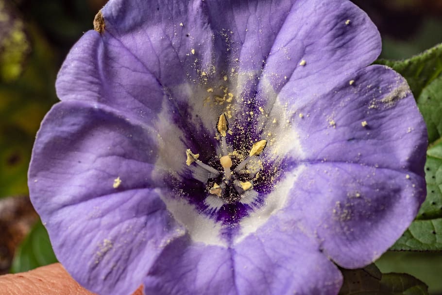 macro, blossom, bloom, close up, pointed flower, flora, garden HD wallpaper