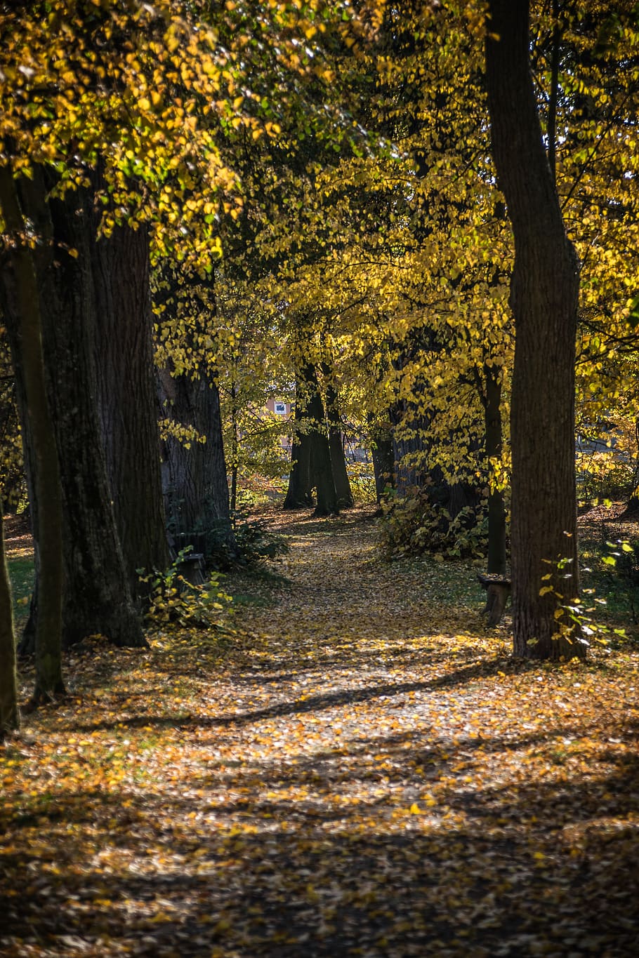 path, shading, trees, light, mood, lighting, autumn, plant HD wallpaper