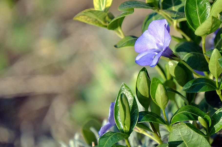 meténg, spring, blue, flowers, blooms at, plant blanket, nature HD wallpaper