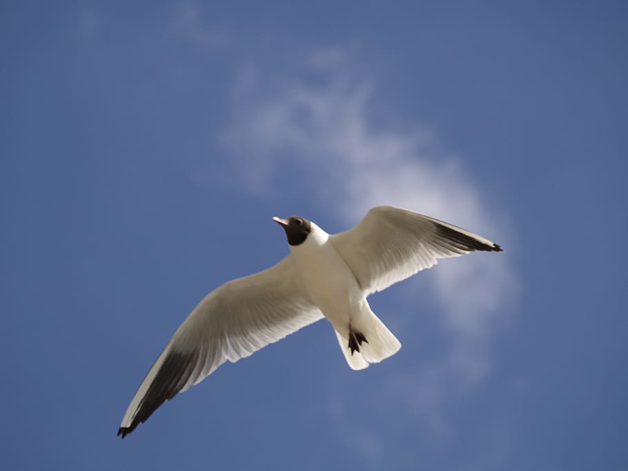gull, flight, seabird, sky, soaring, wings, blue, flying, spread wings HD wallpaper