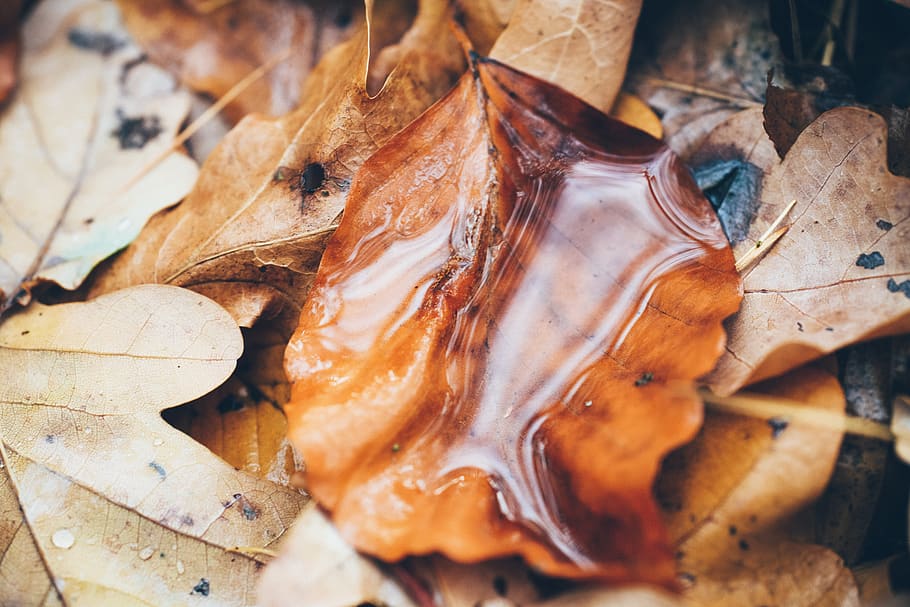 Close-up Photo of Brown Leaves, color, dry leaf, pattern, season HD wallpaper