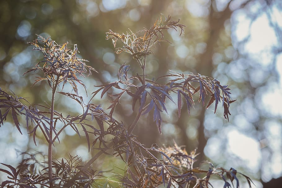 Black Leaf Tree, blur, bokeh, branch, bright, close-up, color HD wallpaper