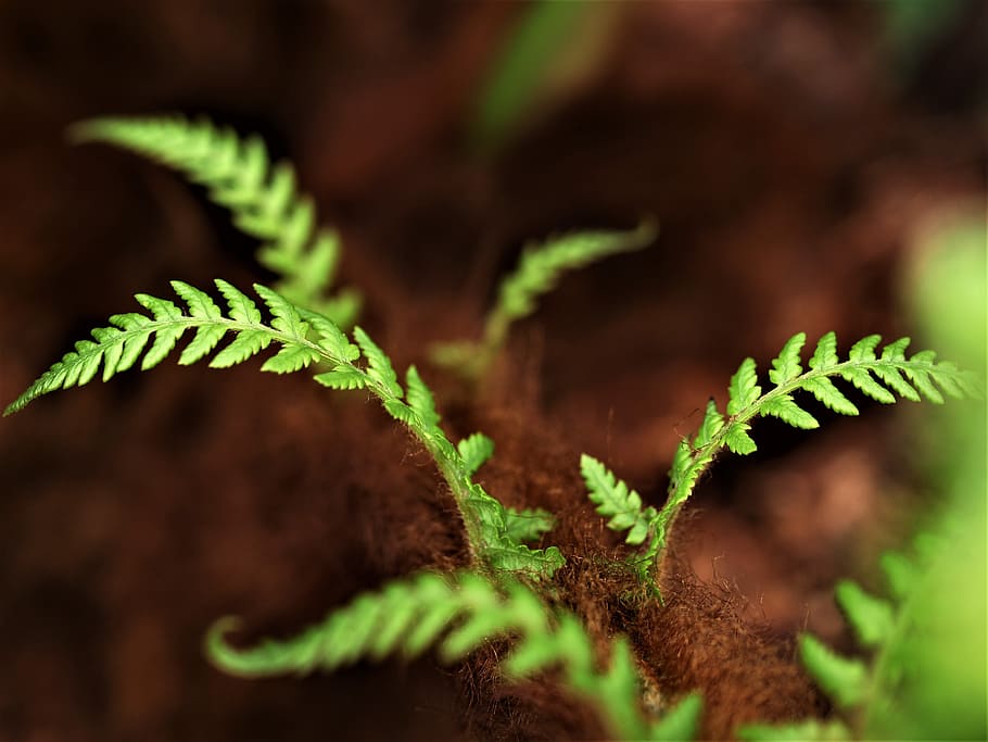 fern, leaf, flora, frond, outdoors, close-up, growth, green color HD wallpaper
