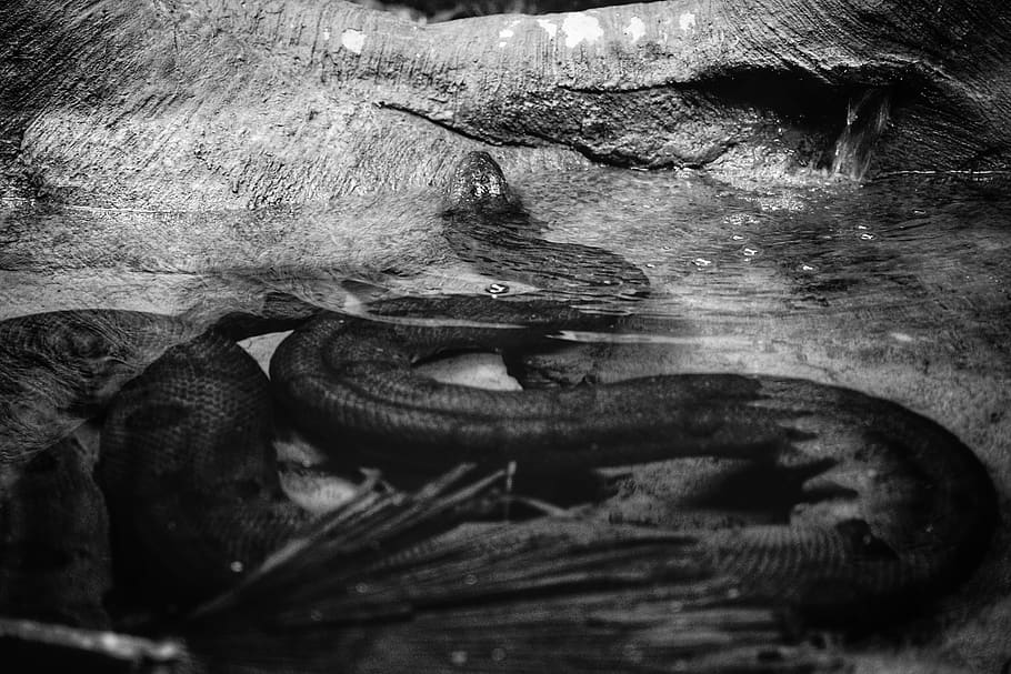 snake in water, close-up, no people, animal themes, wood - material HD wallpaper