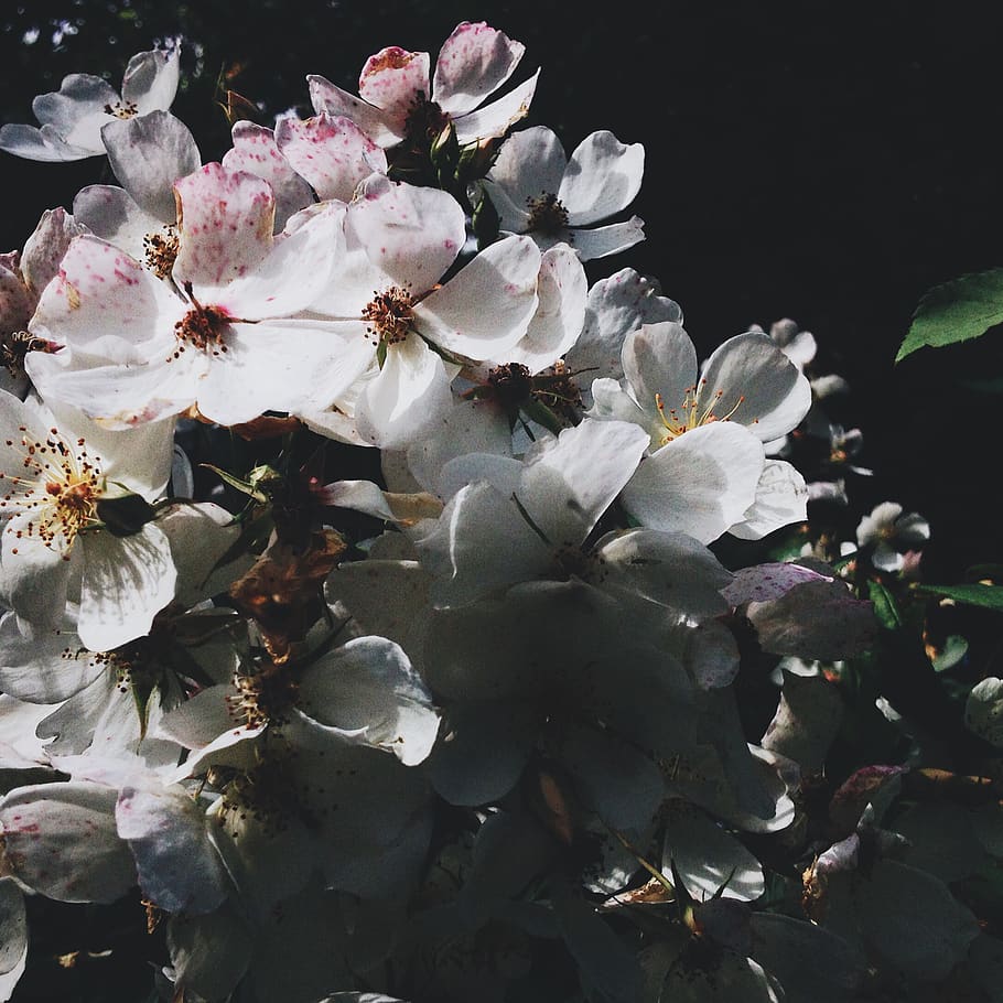 united kingdom, scottish borders, rambling rose, climbing rose, HD wallpaper