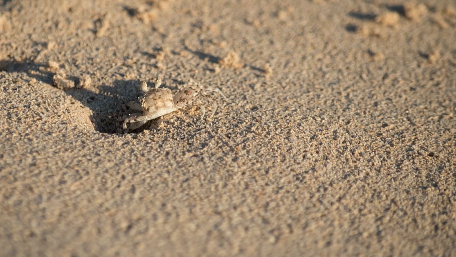 beige soil, sand, united states, waimanalo beach, sea life, animal HD wallpaper