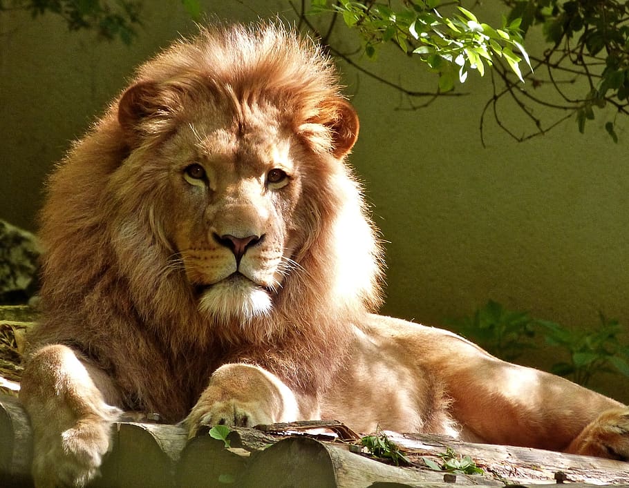 Close-up Portrait of Lion, animal, carnivore, feline, fur, furious, HD wallpaper