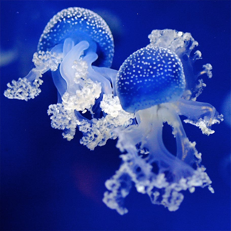 netherlands, rhenen, blue, water, sea, jellyfish, fluorescent, HD wallpaper