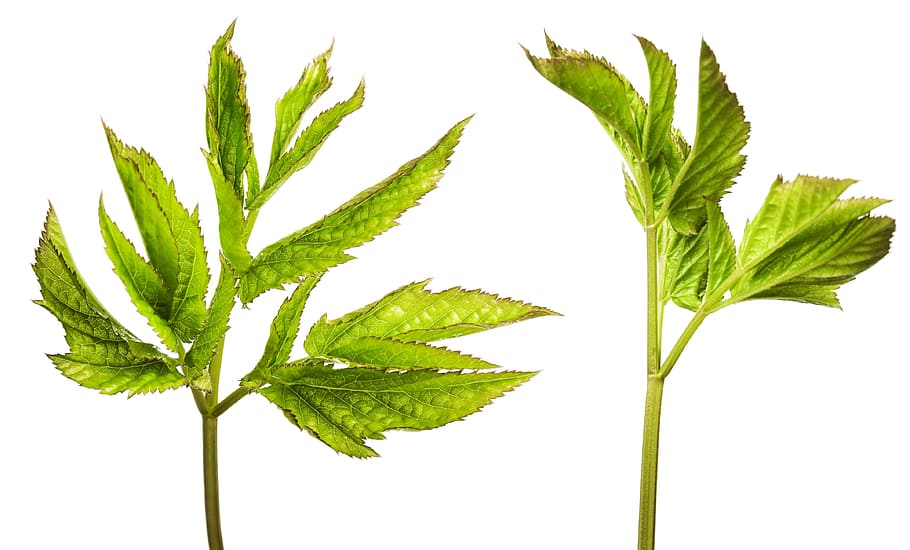 botanical, flora, foliage, freshness, green, growth, herbal HD wallpaper