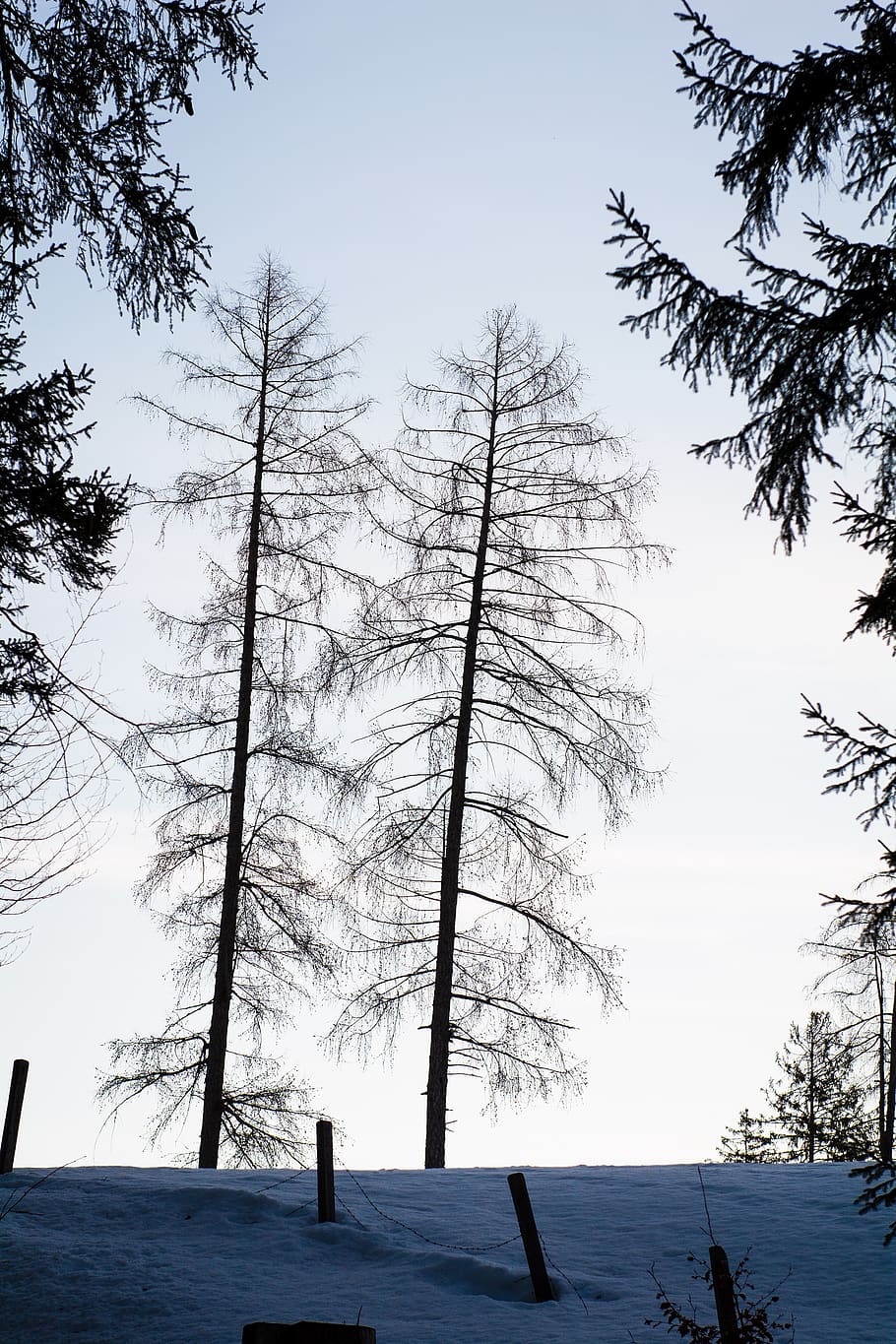 trees, winter, wintry, morning, snow, nature, plant, sky, beauty in nature HD wallpaper
