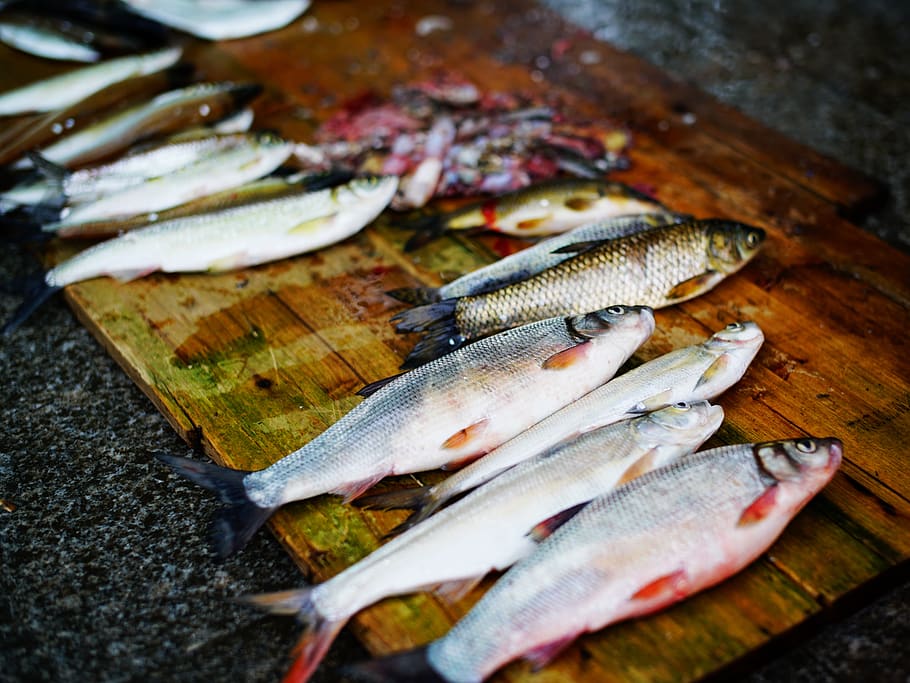 fish, plank, crucian carp, eat fish, food, food and drink, vertebrate, HD wallpaper