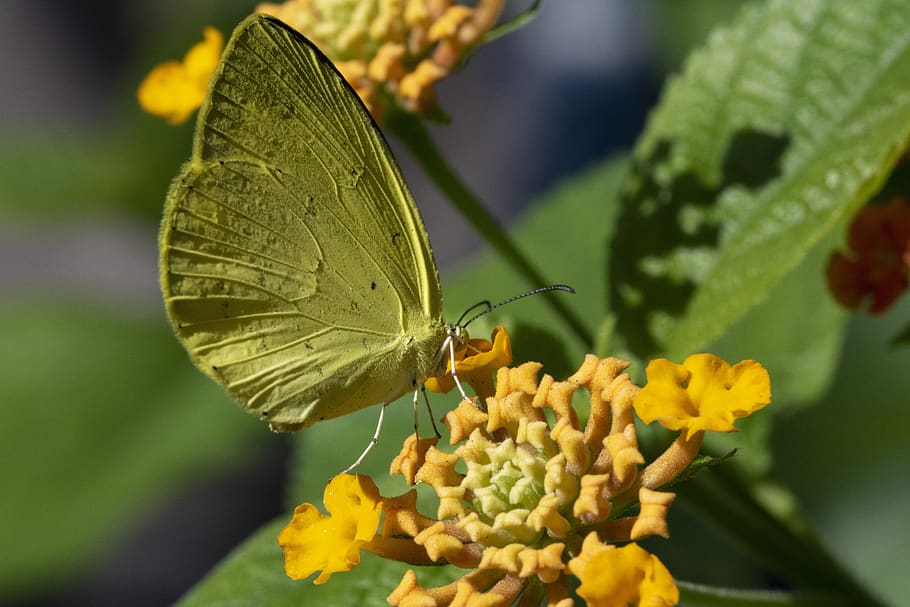 butterfly, insects, nature, flowers, wing, close, beautiful HD wallpaper