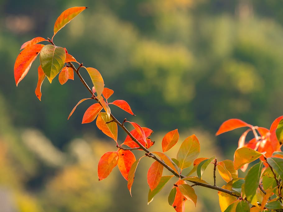 branch, leaves, autumn mood, color, plant part, leaf, beauty in nature HD wallpaper