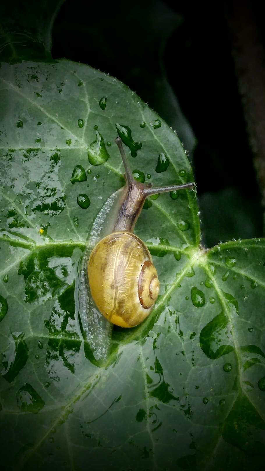 snail, ivy, leaf, nature, green, ivy leaf, house snail, rain HD wallpaper