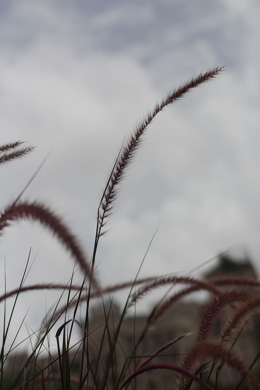 Selective Focus Photo of Wheat, blur, blurred background, bright HD wallpaper