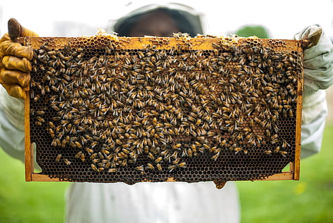 Person Holding Honeybomb With Honeybee, apiary, beekeepers, beekeeping HD wallpaper