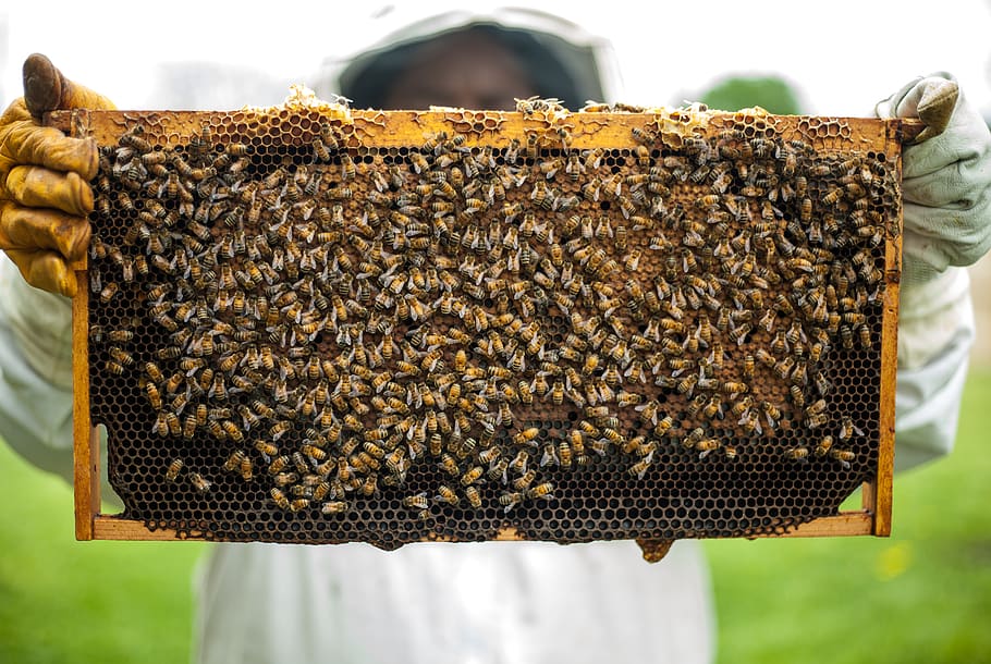 Person Holding Honeybomb With Honeybee, apiary, beekeepers, beekeeping