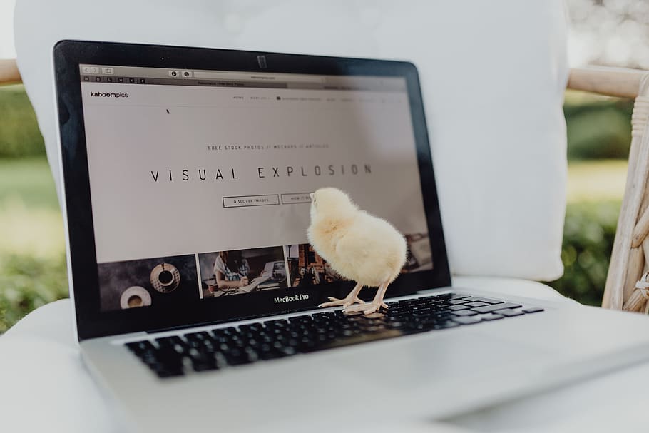 Newborn little chicken and laptop, computer, keyboard, yellow HD wallpaper