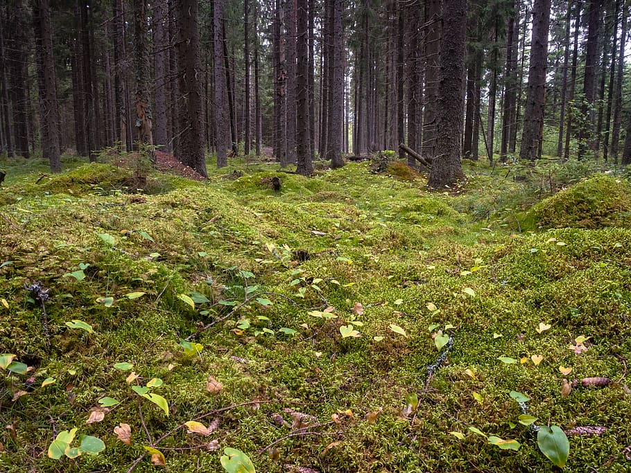 finland, forest, plant, tree, growth, beauty in nature, tranquility HD wallpaper