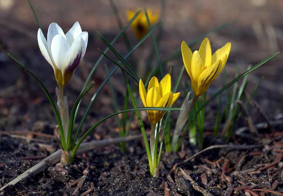 early bloomer, crocus, spring, flowers, nature, harbinger of spring HD wallpaper