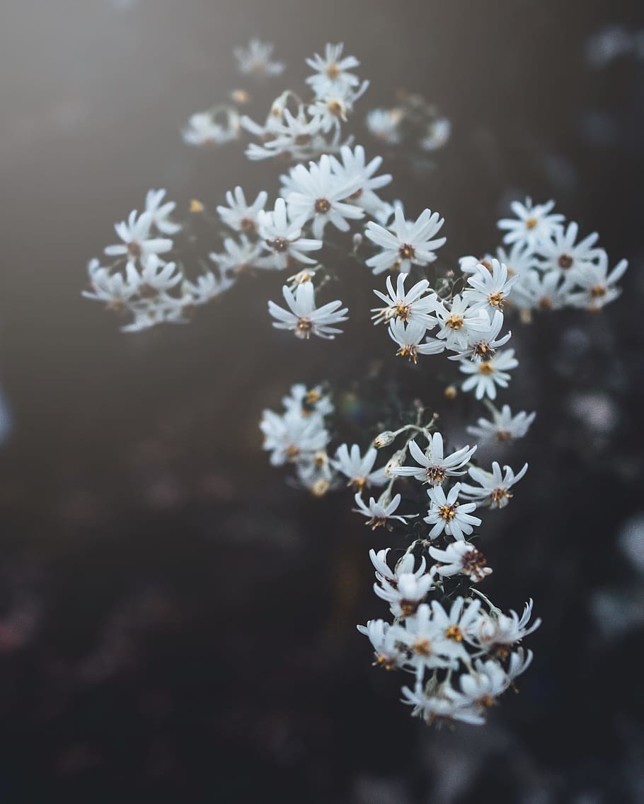 white flowers in tilt shift lens photography, vulnerability, freshness HD wallpaper