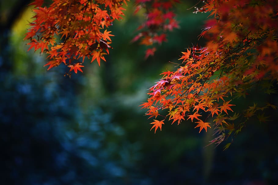 selective focus photography of orange leaf tree, plant, maple, HD wallpaper