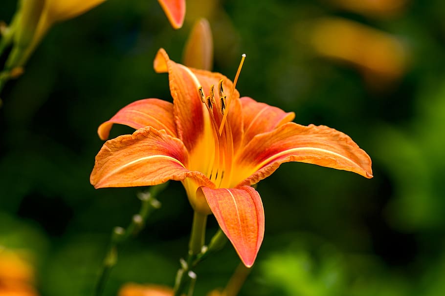 daylily, flower, nature, hemerocallis, of course, close up, HD wallpaper