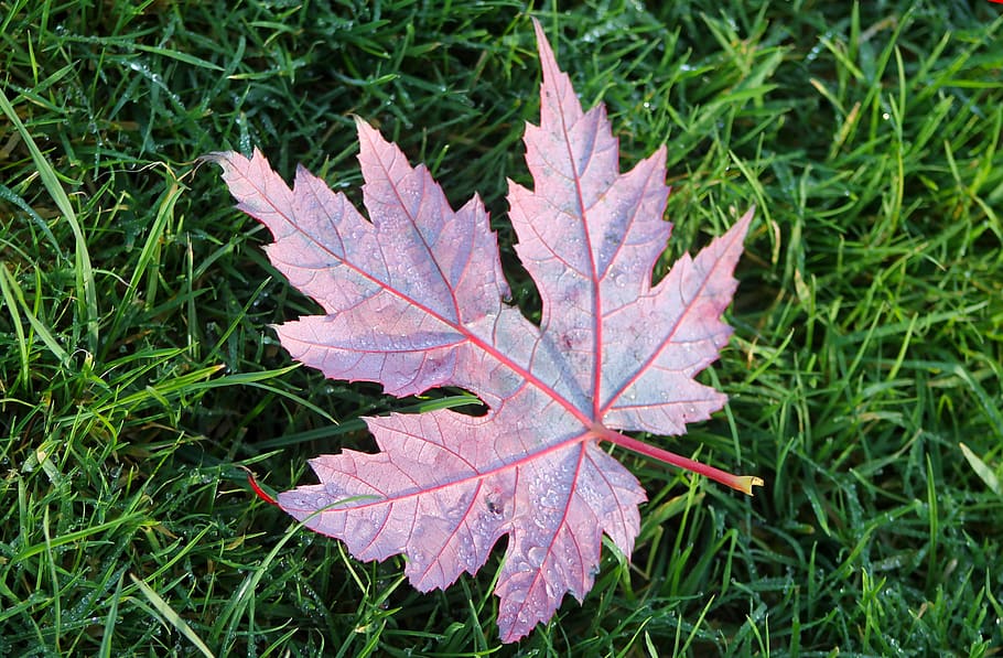 leaf, grass, green, pink, blue, drop, fall, foliage, autumn HD wallpaper