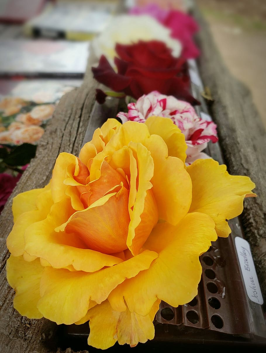 roses, flowers, bloom, spring, yellow, orange, blossom, romance HD wallpaper