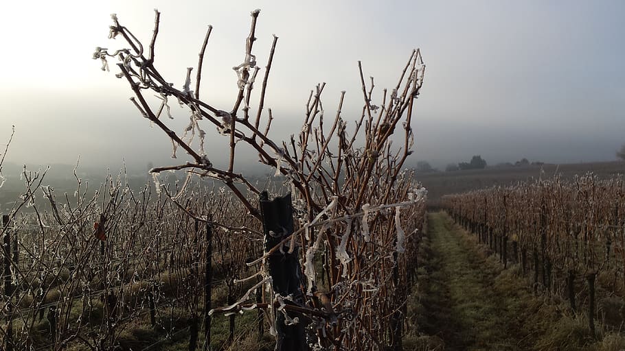 vineyard, winter, cold, winegrowing, vines, wintry, rebstock HD wallpaper