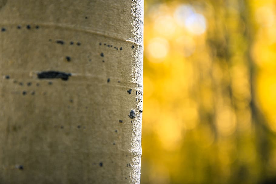 yellow, aspen, tree, fall, autumn, plant, nature, no people HD wallpaper