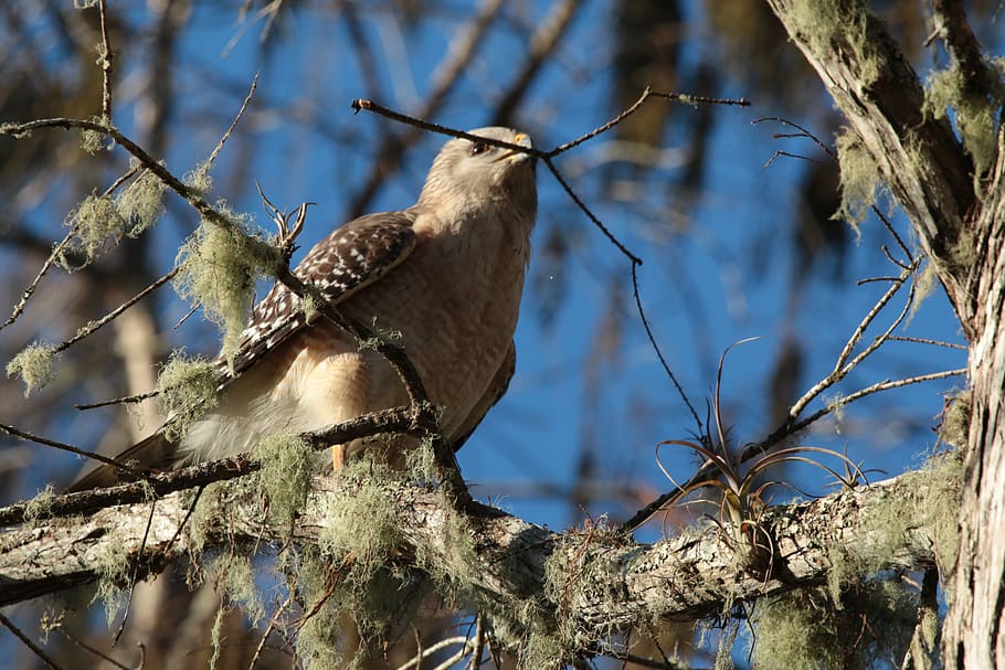 bird, tree, branch, plant, animals in the wild, animal wildlife HD wallpaper