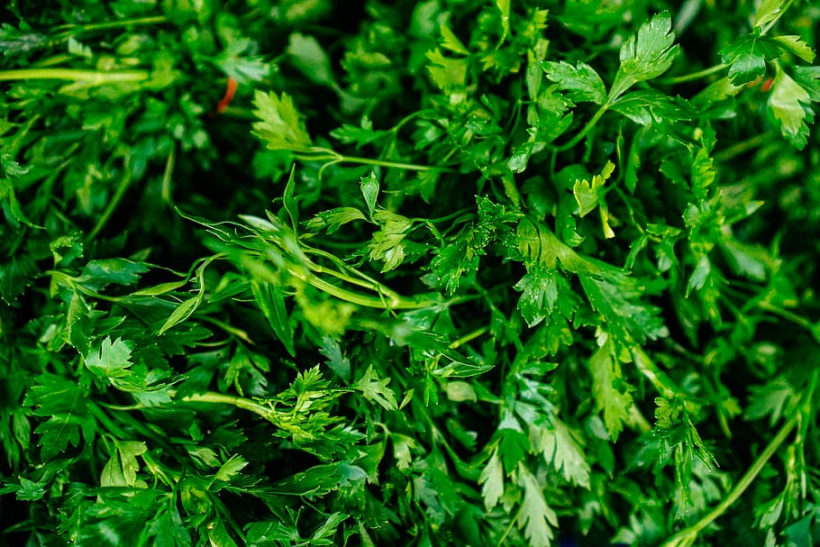 green parsley, green color, full frame, plant, food, plant part HD wallpaper