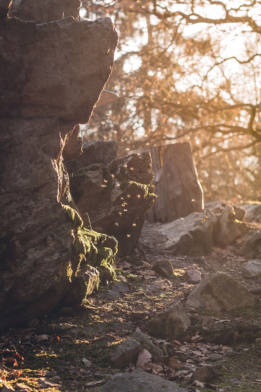 rock, flying, sun, backlighting, stone, swarm, forest, forest floor HD wallpaper