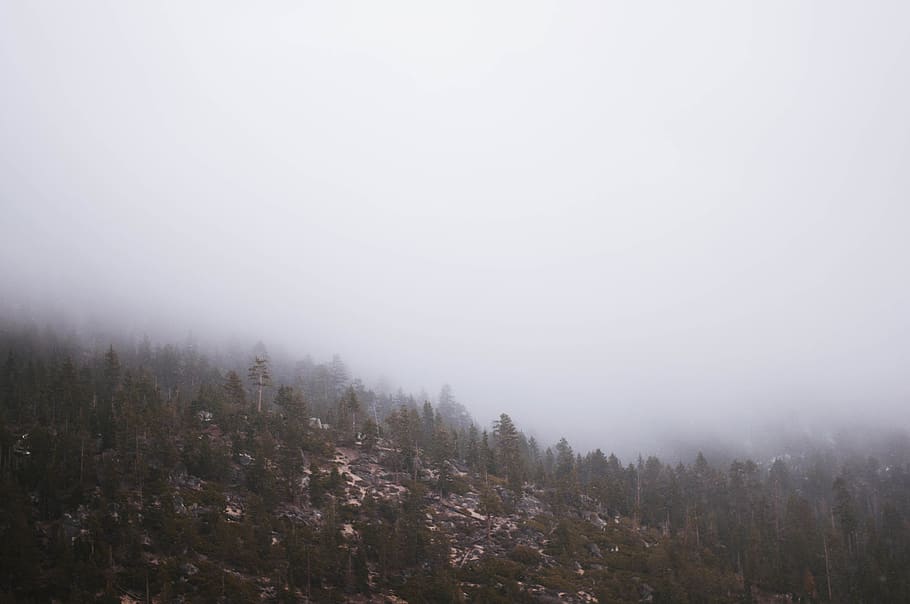 nature, mountains, slope, trees, plants, rocks, fog, tranquility HD wallpaper