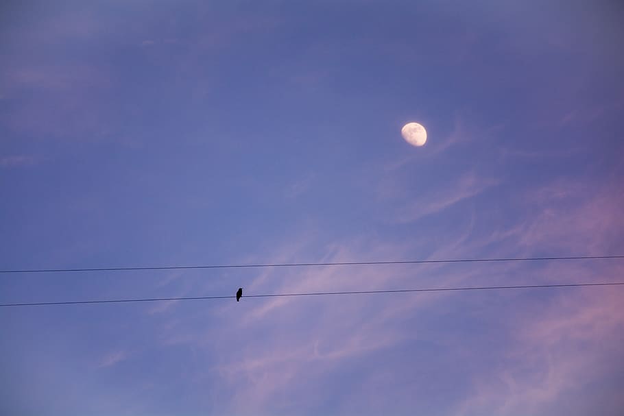 sky, nature, cable, urban, bird, avian, moon, clouds, birds HD wallpaper