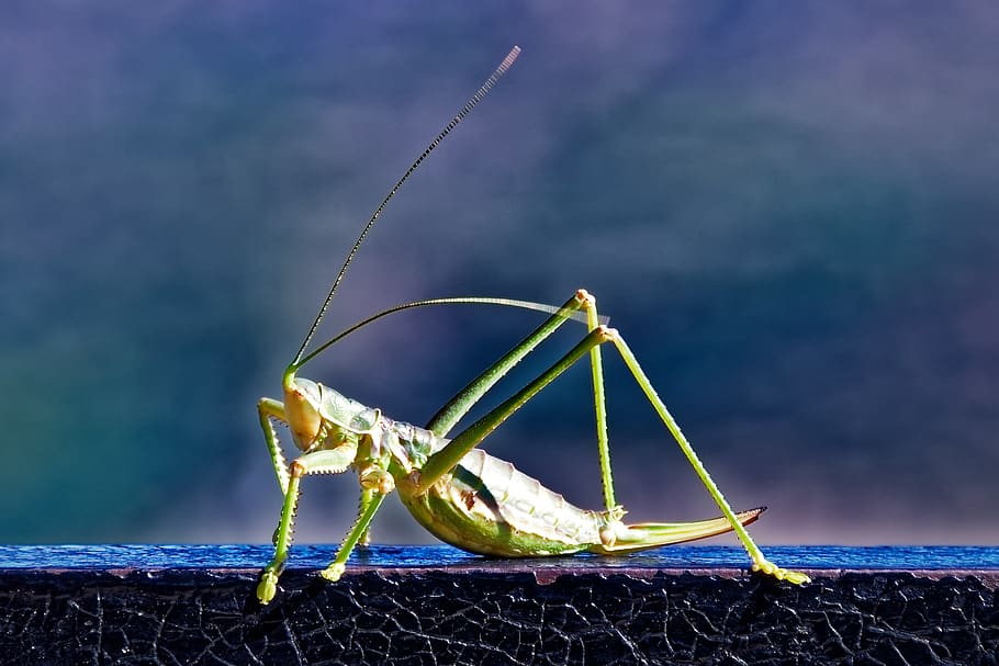 insect, grasshopper, close up, green, nature, sky, cloud - sky HD wallpaper