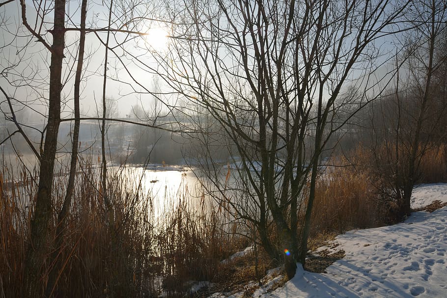 france, épierre, tree, winter, fog, lake, frostj, plant, snow HD wallpaper