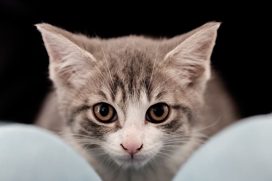cat, symmetrical, stare, eye, animal, pet, kitten, kitty, mammal HD wallpaper