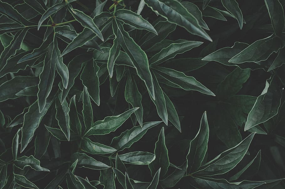 HD wallpaper: Green Leaves Photo, 4k wallpaper, beautiful, close-up, color  | Wallpaper Flare
