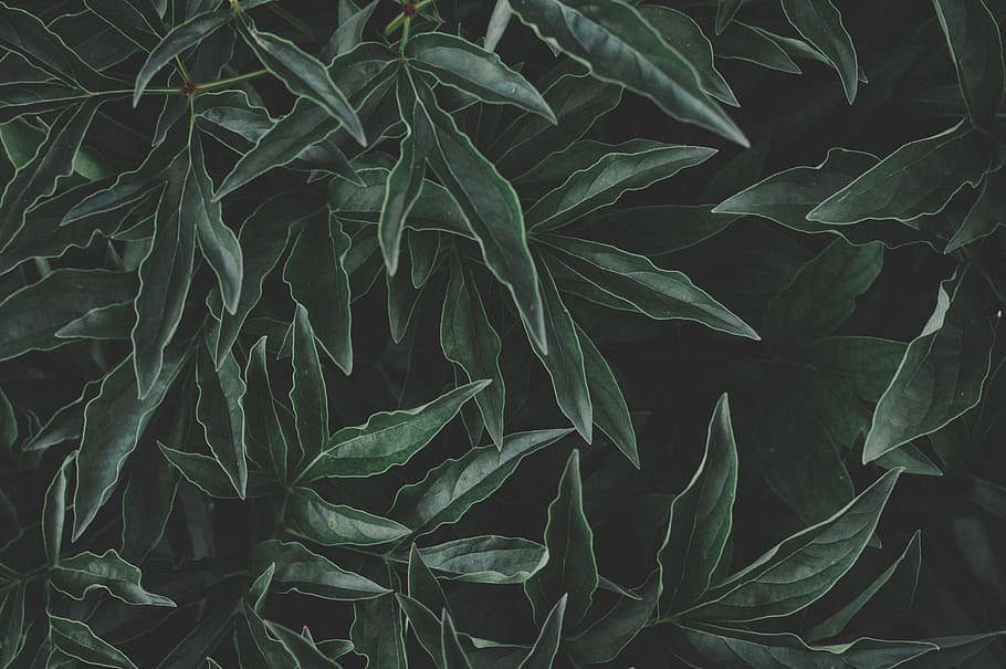 green leafed plant, foliage, bush, dark, nature, closeup, natute HD wallpaper