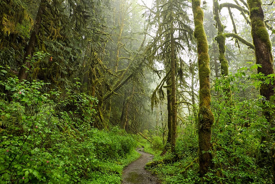 view of forest during daytime, tree, plant, land, beauty in nature HD wallpaper