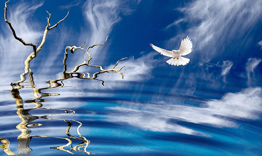 nature, bird, dove, sky, clouds, space, tree, dead tree, branches HD wallpaper