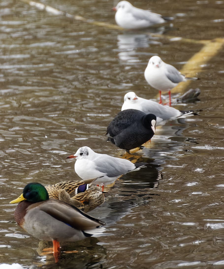 birds, ducks, seagulls, coot, water, lake, nature, log, relaxation HD wallpaper