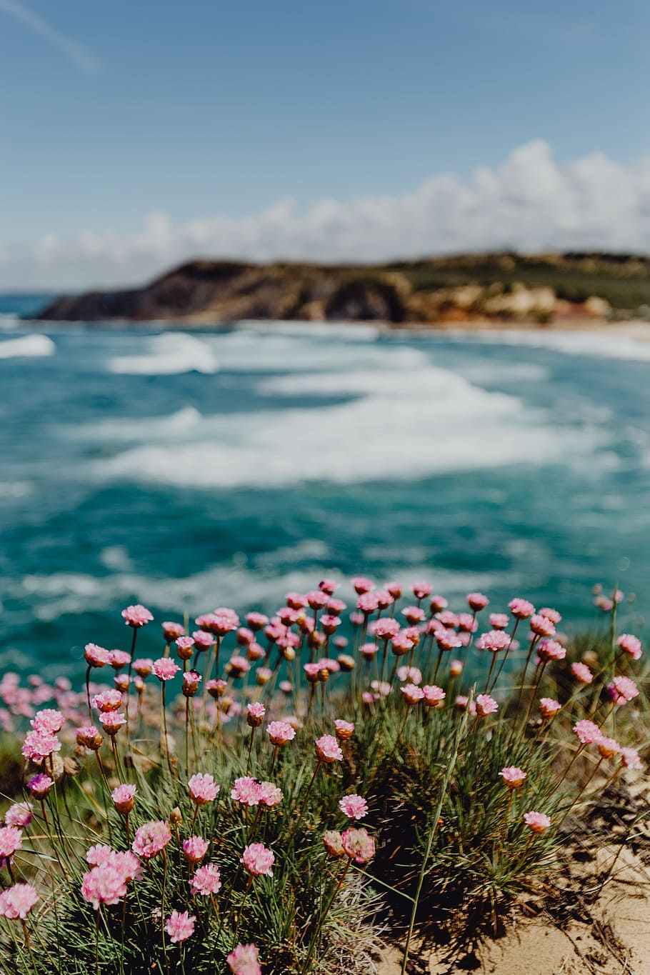 Cluster of Pink Flowers Growing at the Ocean's Edge, Portugal, HD wallpaper