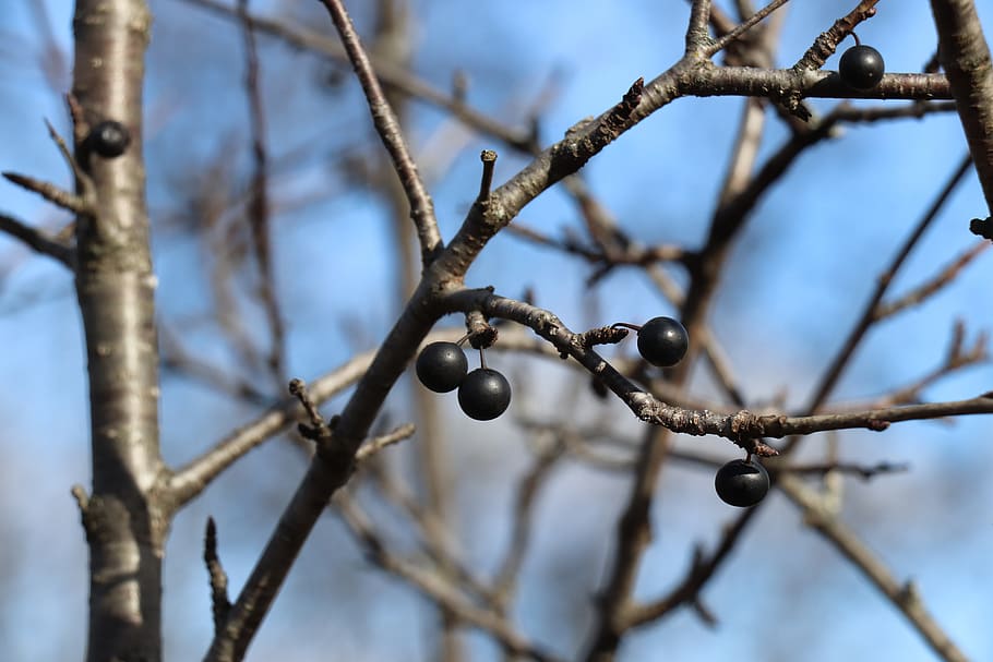 marco, berry, sticks, tree, plant, branch, focus on foreground HD wallpaper