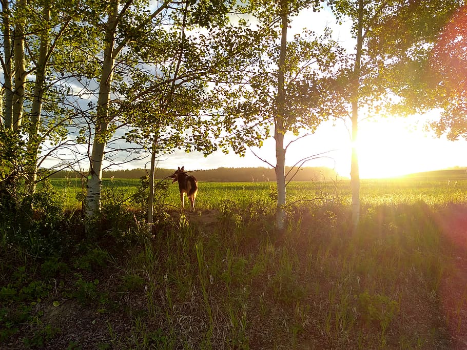 canada, high level, range rd 194, summer, field, german shepherd HD wallpaper