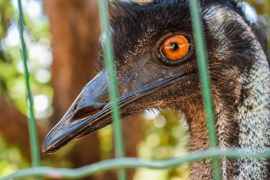 emu, head, eye, bird, zoo, animal, portrait, face, looking HD wallpaper